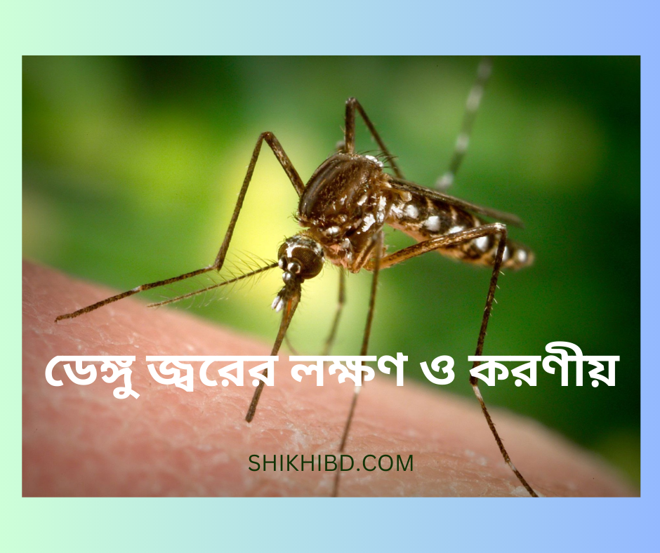 ডেঙ্গু জ্বরের লক্ষণ ও চিকিৎসা