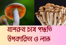 মাশরুম চাষ পদ্ধতি । মাশরুম এর উপকারিতা ও লাভ