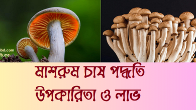 মাশরুম চাষ পদ্ধতি । মাশরুম এর উপকারিতা ও লাভ