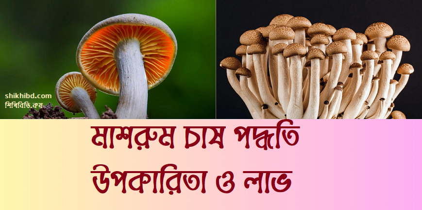 মাশরুম চাষ পদ্ধতি । মাশরুম এর উপকারিতা ও লাভ