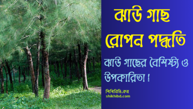 ঝাউ গাছ রোপন পদ্ধতি । বৈশিষ্ট্য ও উপকারিতা