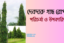 দেবদারু গাছ রোপন । পরিচর্যা ও উপকারিতা