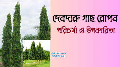 দেবদারু গাছ রোপন । পরিচর্যা ও উপকারিতা