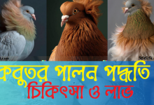 কবুতর পালন পদ্ধতি । চিকিৎসা ও লাভ