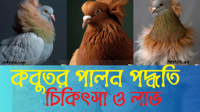 কবুতর পালন পদ্ধতি । চিকিৎসা ও লাভ