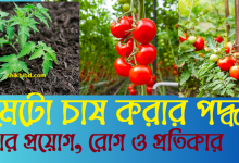 টমেটো চাষ পদ্ধতি । রোগ ও প্রতিকার