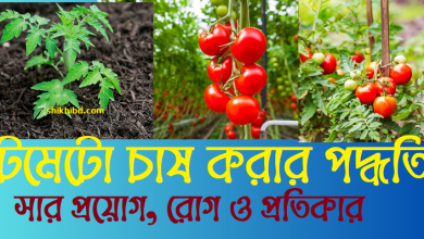 টমেটো চাষ পদ্ধতি । রোগ ও প্রতিকার