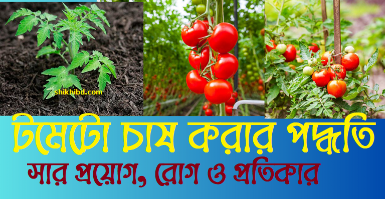 টমেটো চাষ পদ্ধতি । রোগ ও প্রতিকার