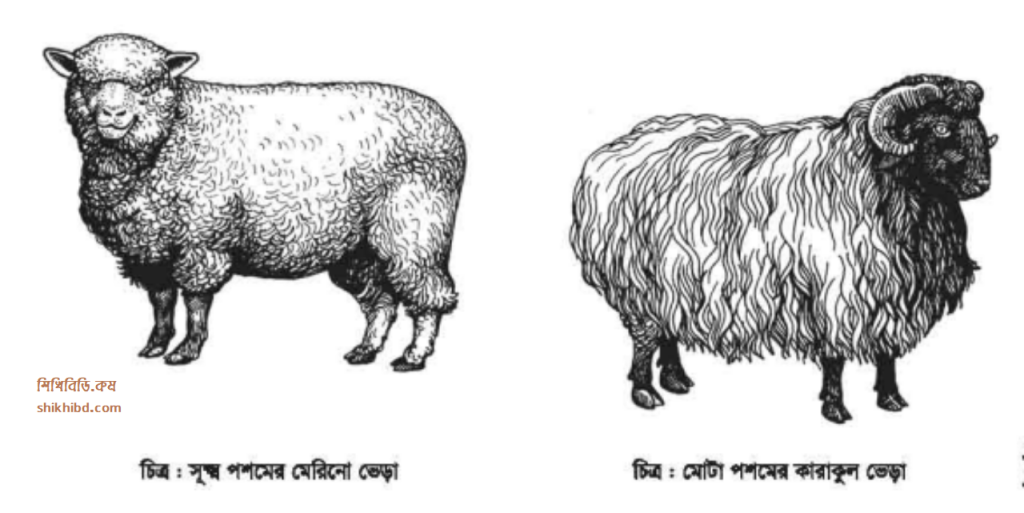 ভেড়া পালন পদ্ধতি