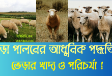 ভেড়া পালন পদ্ধতি vera palon । ভেড়ার খাদ্য ও পরিচর্যা