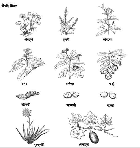 ঔষধি গাছের ছবি ও নাম