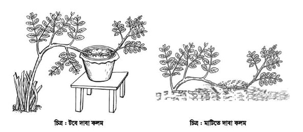 বেলি ফুলের কলম