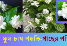 বেলি ফুল চাষ পদ্ধতি ও গাছের যত্ন