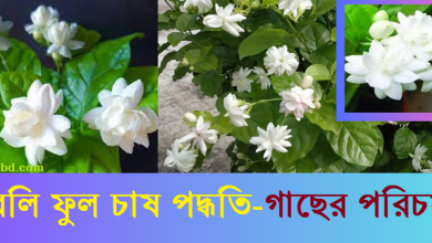 বেলি ফুল চাষ পদ্ধতি ও গাছের যত্ন