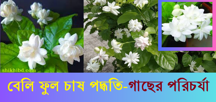 বেলি ফুল চাষ পদ্ধতি ও গাছের যত্ন