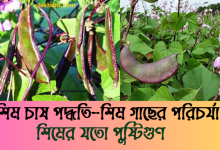 শিম চাষ পদ্ধতি ও শিম গাছের পরিচর্যা