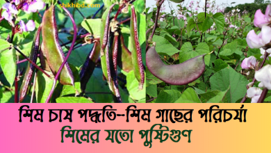 শিম চাষ পদ্ধতি ও শিম গাছের পরিচর্যা