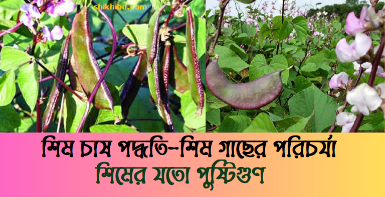 শিম চাষ পদ্ধতি ও শিম গাছের পরিচর্যা