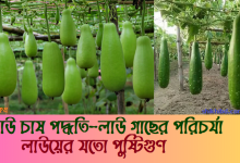 লাউ চাষ পদ্ধতি - পরিচর্যা । লাউ এর উপকারিতা