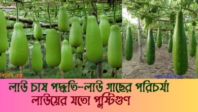 লাউ চাষ পদ্ধতি - পরিচর্যা । লাউ এর উপকারিতা