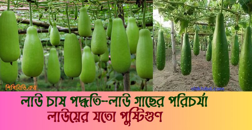 লাউ চাষ পদ্ধতি - পরিচর্যা । লাউ এর উপকারিতা