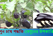 বেগুন চাষ পদ্ধতি - পরিচর্যা । বেগুনের উপকারিতা