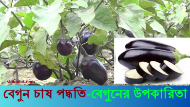 বেগুন চাষ পদ্ধতি - পরিচর্যা । বেগুনের উপকারিতা