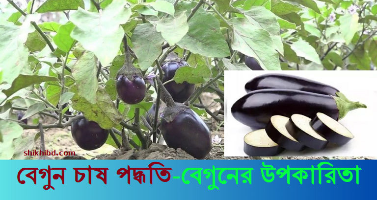 বেগুন চাষ পদ্ধতি - পরিচর্যা । বেগুনের উপকারিতা