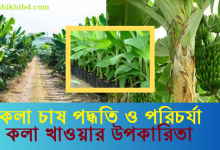 কলা চাষ পদ্ধতি । কলা খাওয়ার উপকারিতা