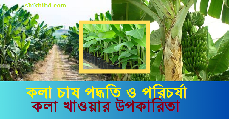 কলা চাষ পদ্ধতি । কলা খাওয়ার উপকারিতা
