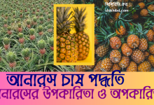 আনারস চাষ পদ্ধতি ও আনারসের উপকারিতা