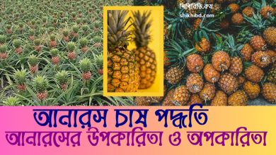 আনারস চাষ পদ্ধতি ও আনারসের উপকারিতা