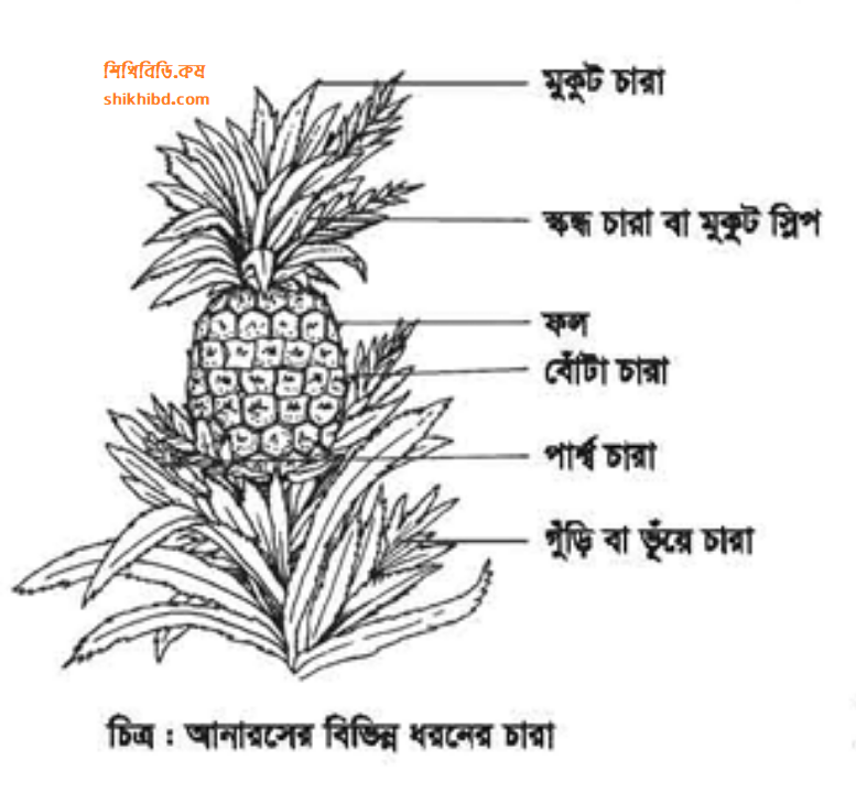 আনারসের চারার ছবি