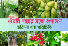 ঔষধি গাছের উপকারিতা ও ছবিসহ পরিচিতি