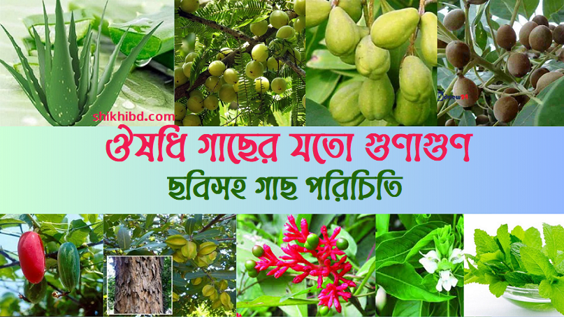 ঔষধি গাছের উপকারিতা ও ছবিসহ পরিচিতি