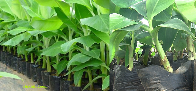 কলার চারা