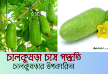 চাল কুমড়া চাষ পদ্ধতি । চাল কুমড়ার পুষ্টিগুণ