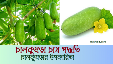 চাল কুমড়া চাষ পদ্ধতি । চাল কুমড়ার পুষ্টিগুণ