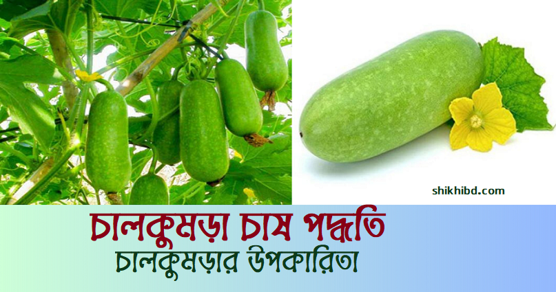 চাল কুমড়া চাষ পদ্ধতি । চাল কুমড়ার পুষ্টিগুণ