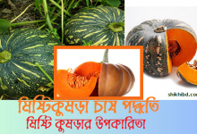 মিষ্টি কুমড়া চাষ পদ্ধতি । মিষ্টি কুমড়ার উপকারিতা