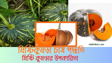 মিষ্টি কুমড়া চাষ পদ্ধতি । মিষ্টি কুমড়ার উপকারিতা