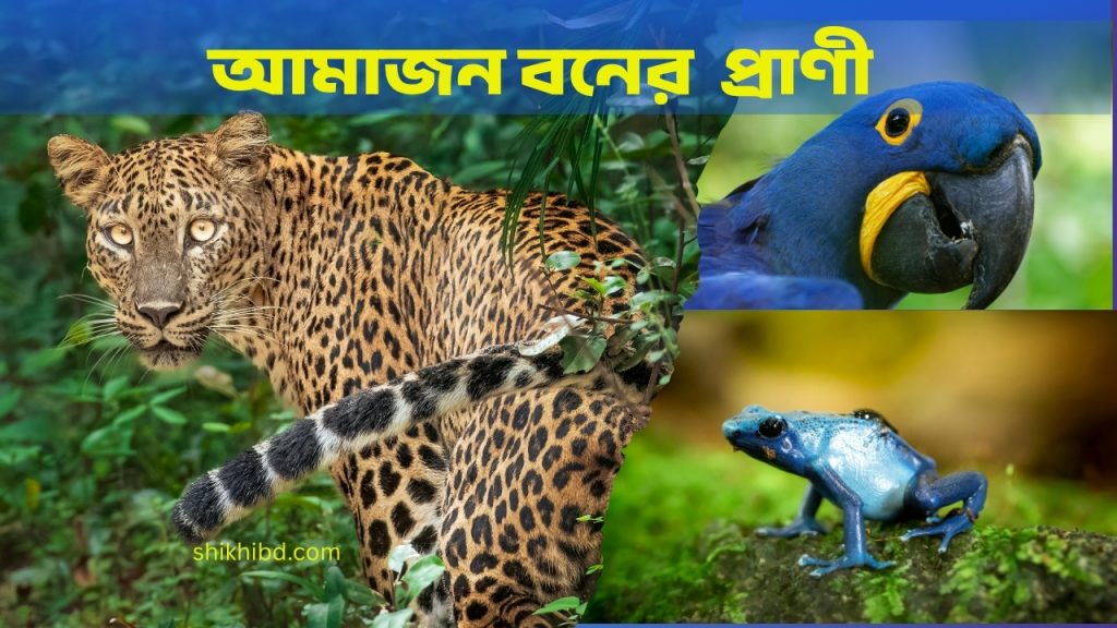 আমাজন বনের প্রাণী